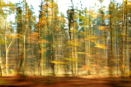 Der geheime Garten der Riesen