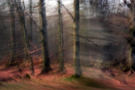 Der verbotene Wald III