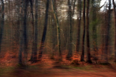 Der verbotene Wald V